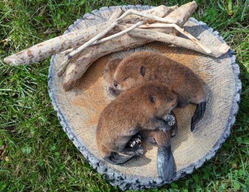 156c7ec1-df49-4c5e-bec7-8803af9a969e