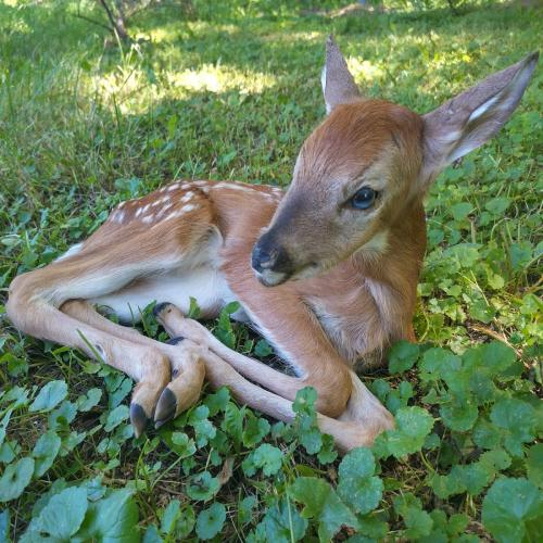 Fawn