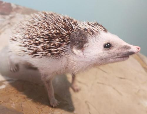 IMG_20221110_184037_2