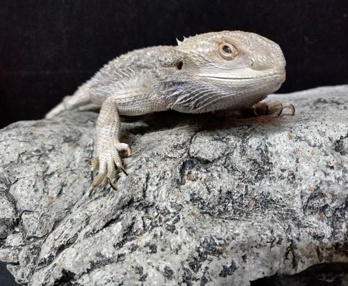 IMG_20230128_155211_HDR_2