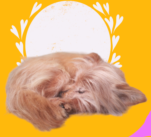 PhotoRoom-20221111_155503_2